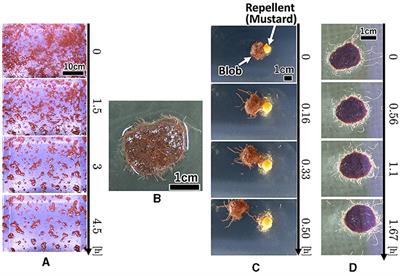 Elongating, entwining, and dragging: mechanism for adaptive locomotion of tubificine worm blobs in a confined environment